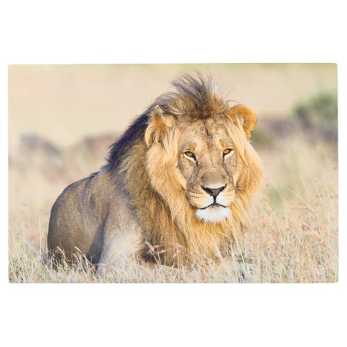 Majestic lion photo metal print