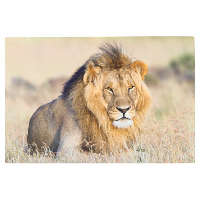 Majestic lion photo metal print (Front)