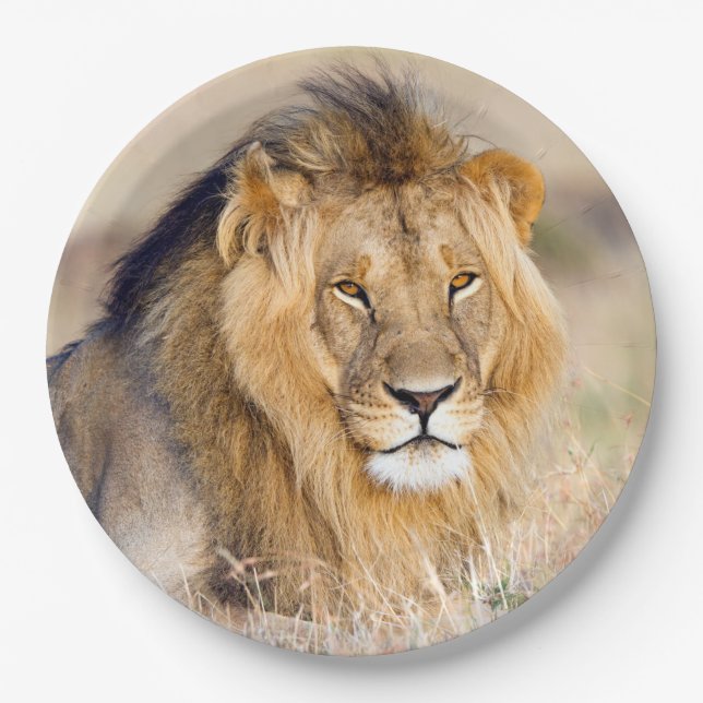 Majestic lion photo paper plates (Front)