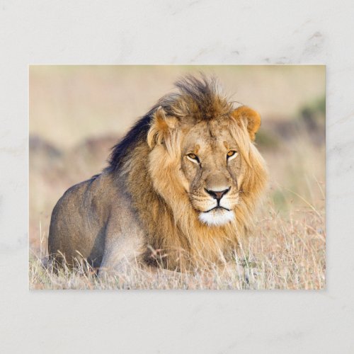 Majestic lion photo postcard