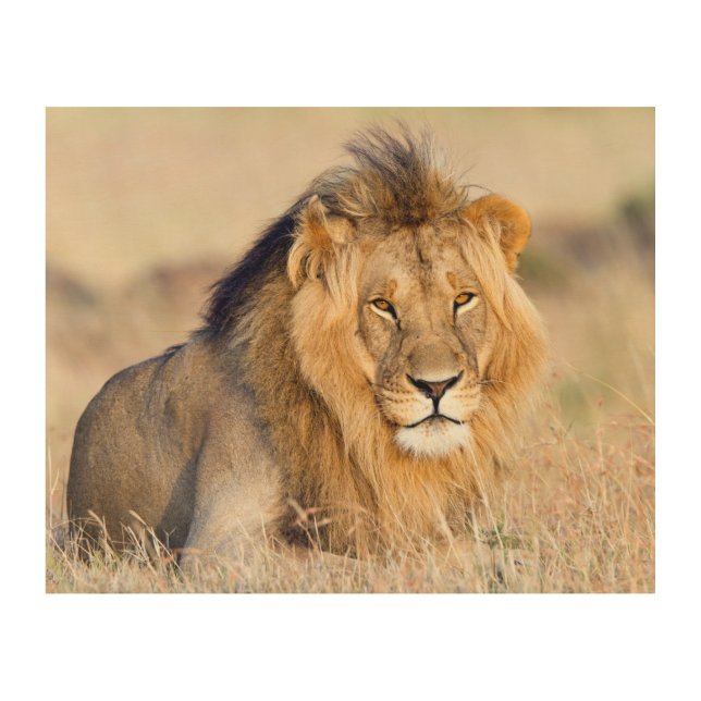 Majestic lion photo wood wall art (Front)