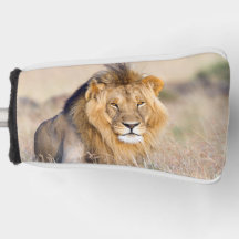 Majestic lion wild animal photo