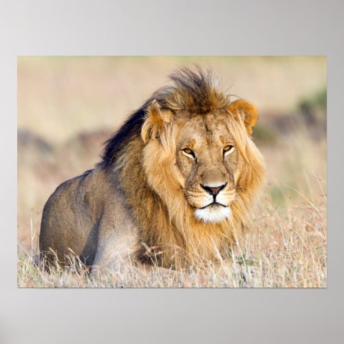 Majestic lion wildlife photography poster