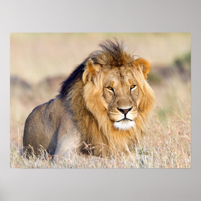 Majestic lion wildlife photography poster (Front)