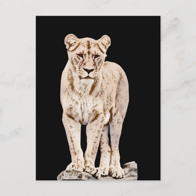 Majestic Lioness Postcard (Front)