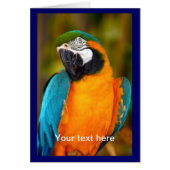 Majestic Macaw (Front)