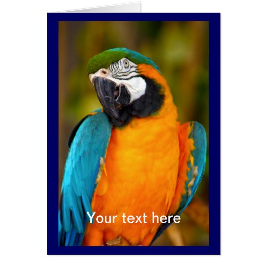 Majestic Macaw Cards (Front)