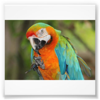 Majestic Macaw Photo Print