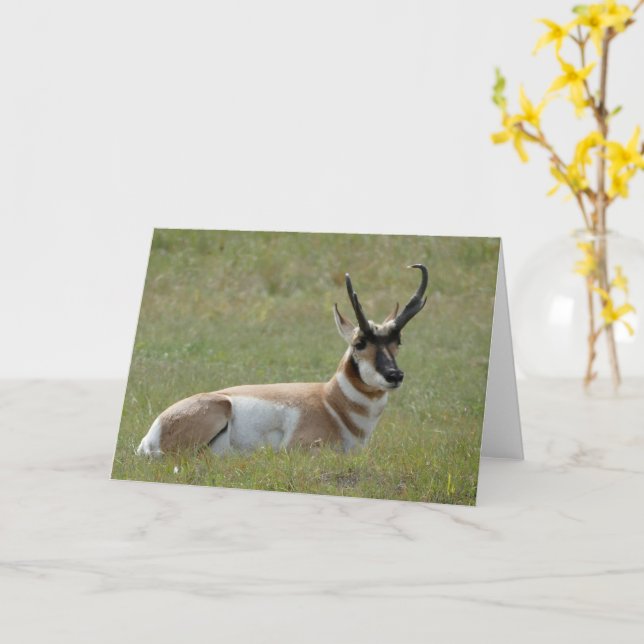 Majestic Male Pronghorn, Custer, SD -  Card (Yellow Flower)