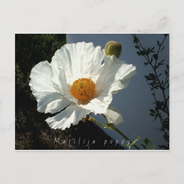 Majestic Matilija Poppy Postcard (Front)
