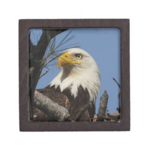 Majestic Mature Bald Eagle in Nest Gift Box