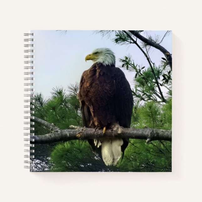 Majestic Mature Bald Eagle Perched in Tree Notebook (Front)