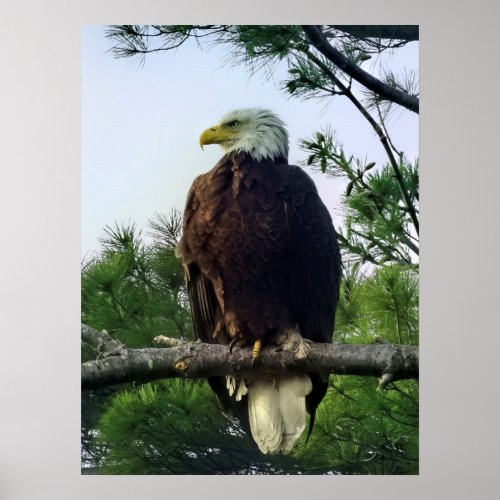 Majestic Mature Bald Eagle Perched in Tree  Poster