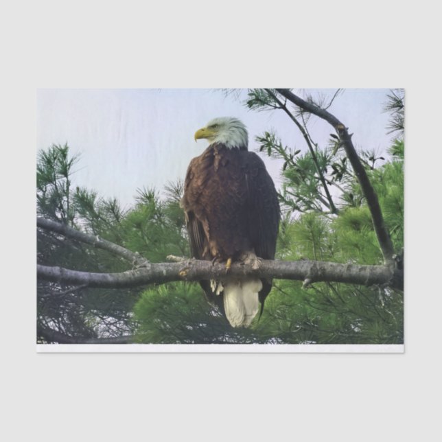Majestic Mature Bald Eagle Perched in Tree Tissue Paper (Front)