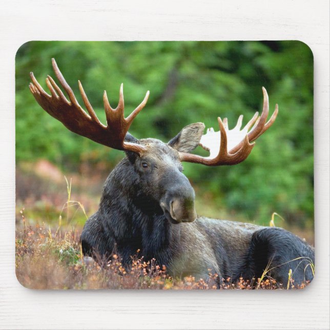 Majestic Moose Meadow Mouse Pad (Front)