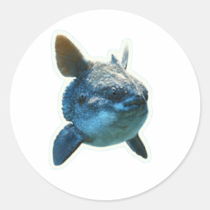 Majestic Ocean Sunfish (Mola Mola) Sticker - Bali