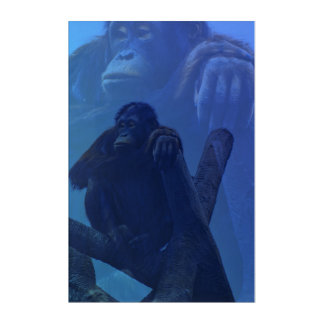 Majestic Orangutan Acrylic Print