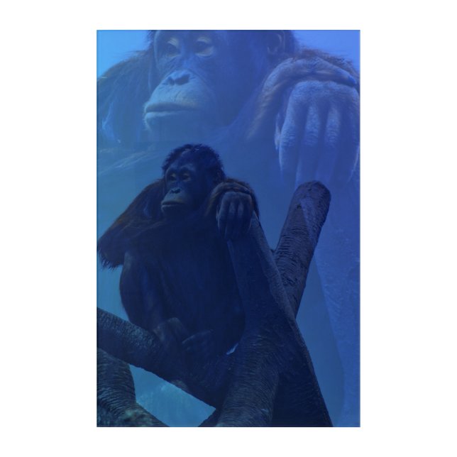 Majestic Orangutan Acrylic Print (Front)