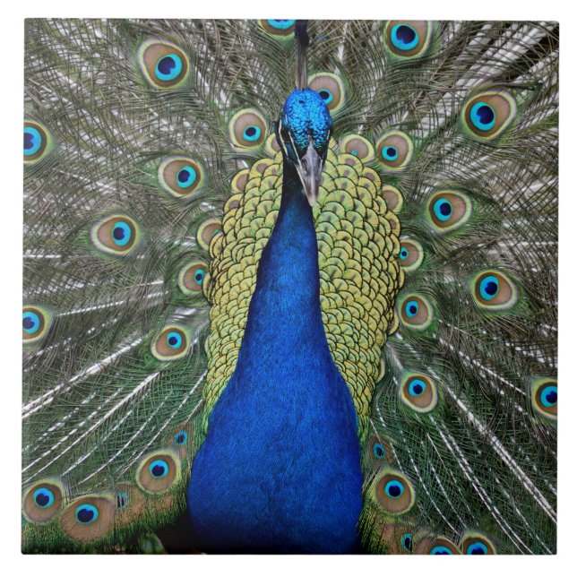 Majestic Peacock Ceramic Tile (Front)