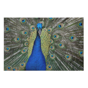Majestic Peacock Faux Canvas Print