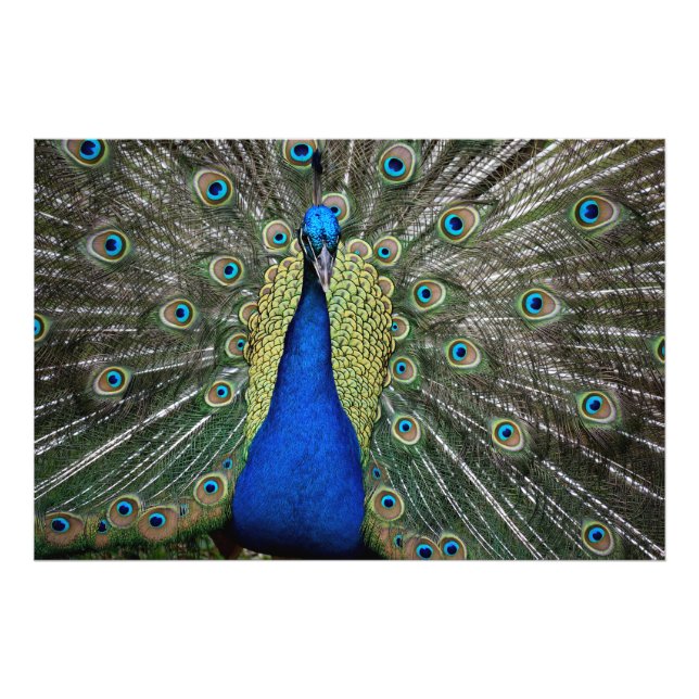 Majestic Peacock Photo Print (Front)