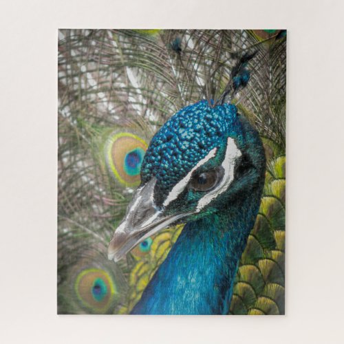 Majestic Peacock Puzzle