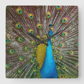 Majestic Peacock With Royal Plumage On Display Square Wall Clock by CandiCreations at Zazzle