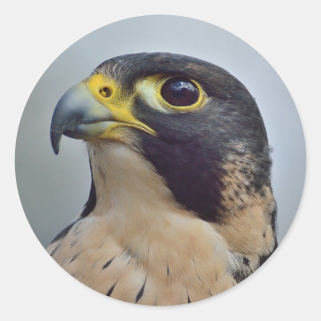 Majestic Peregrine falcon Classic Round Sticker (Front)