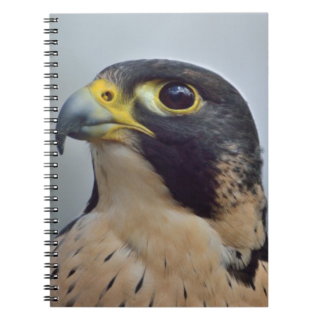 Majestic Peregrine falcon Notebook (Front)