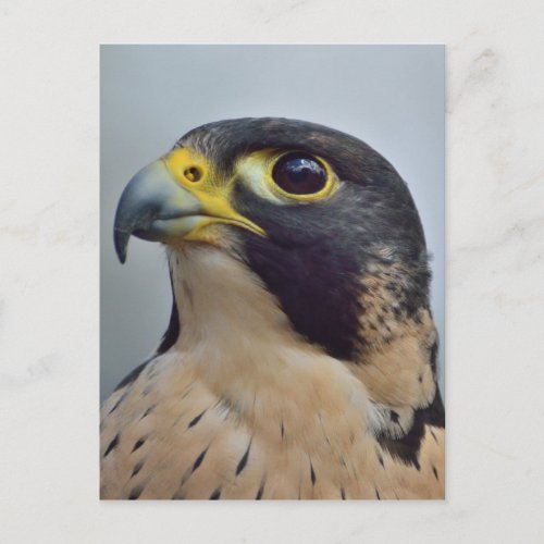Majestic Peregrine falcon Postcard