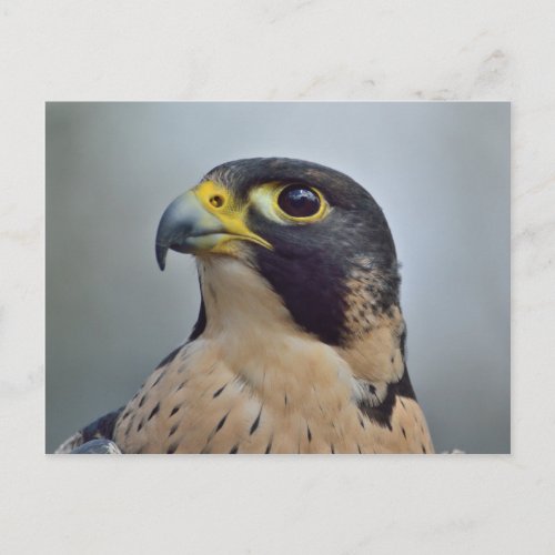 Majestic Peregrine falcon Postcard