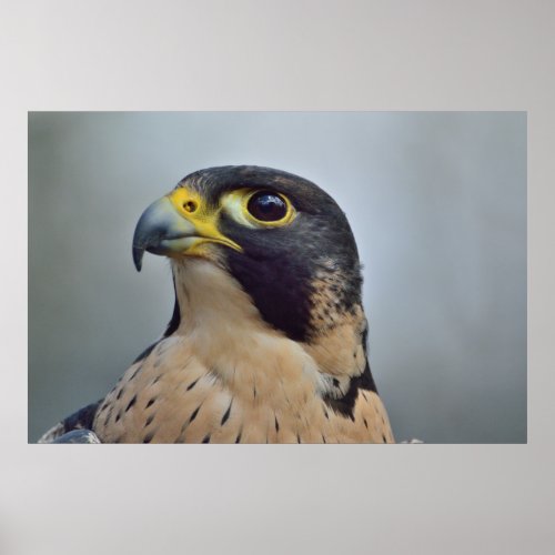 Majestic Peregrine falcon Poster