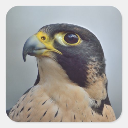Majestic Peregrine falcon Square Sticker