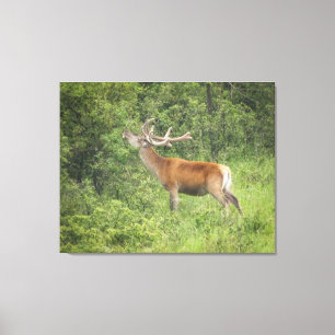 Majestic Red Deer in the Forest Canvas Print