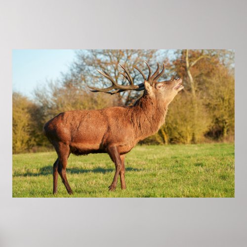 Majestic Red Deer Stag Poster