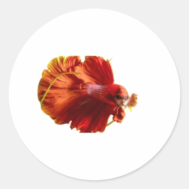 ​Majestic Red Halfmoon Betta Fish Sticker - Siames (Front)