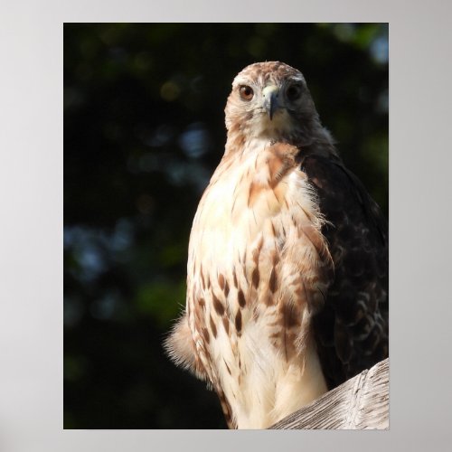 Majestic Red Tail Hawk Stare Down Poster