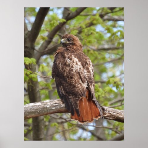 Majestic Red Tailed Hawk  Poster