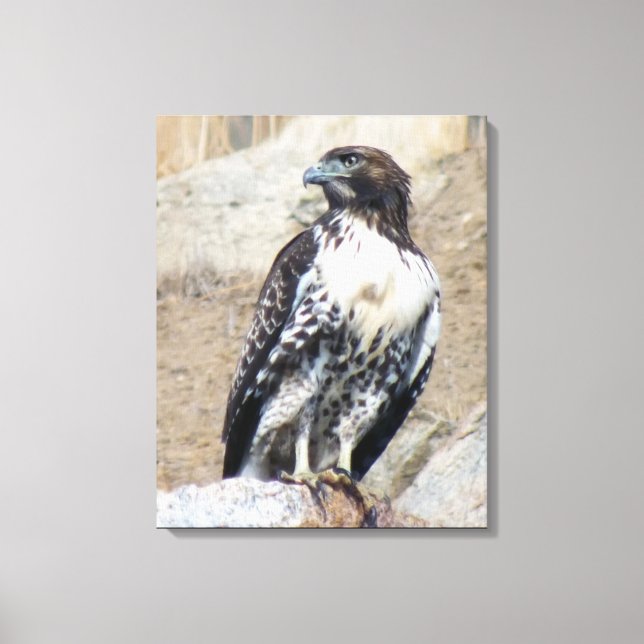 Majestic Red-tailed Hawk Wrapped Canvas Print (Front)