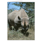 Majestic Rhino (Front)