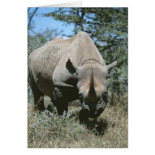 Majestic Rhino (Front)