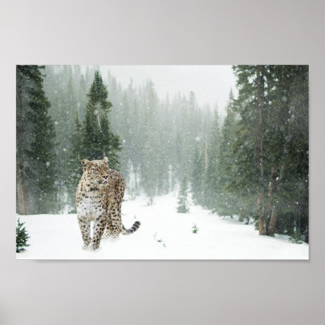 Majestic Snow Leopard in the Snow Poster (Front)