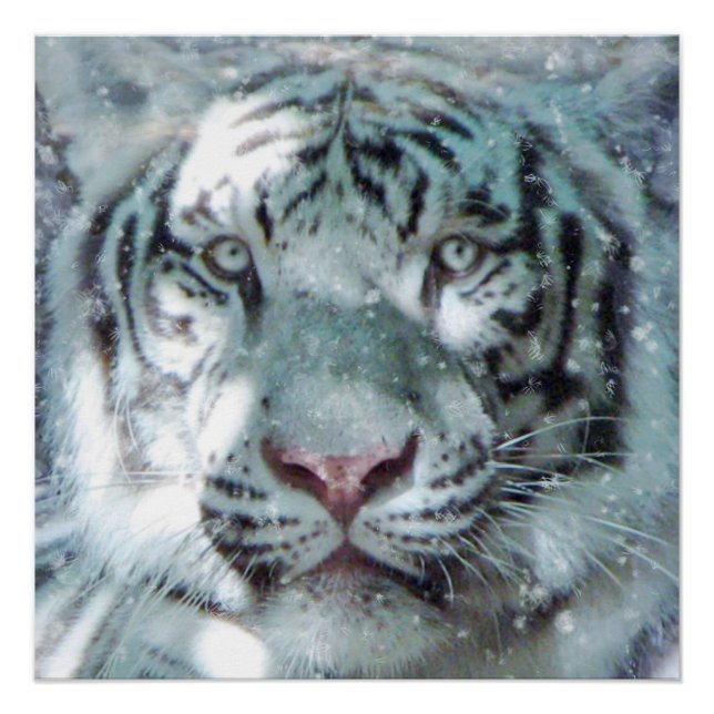 Majestic Snow White Tiger Portrait Poster (Front)