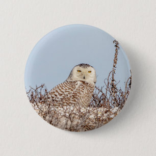 Majestic Snowy Owl of the Connecticut Coast Button