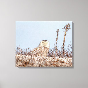 Majestic Snowy Owl of the Connecticut Coast Canvas Print