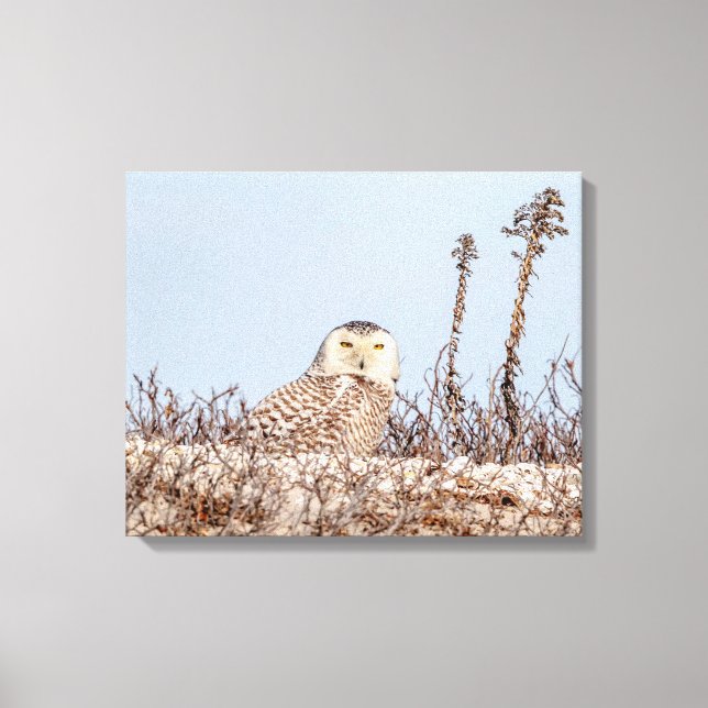 Majestic Snowy Owl of the Connecticut Coast Canvas Print (Front)