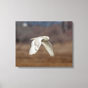 Majestic Snowy Owl of the Connecticut Coast Canvas Print