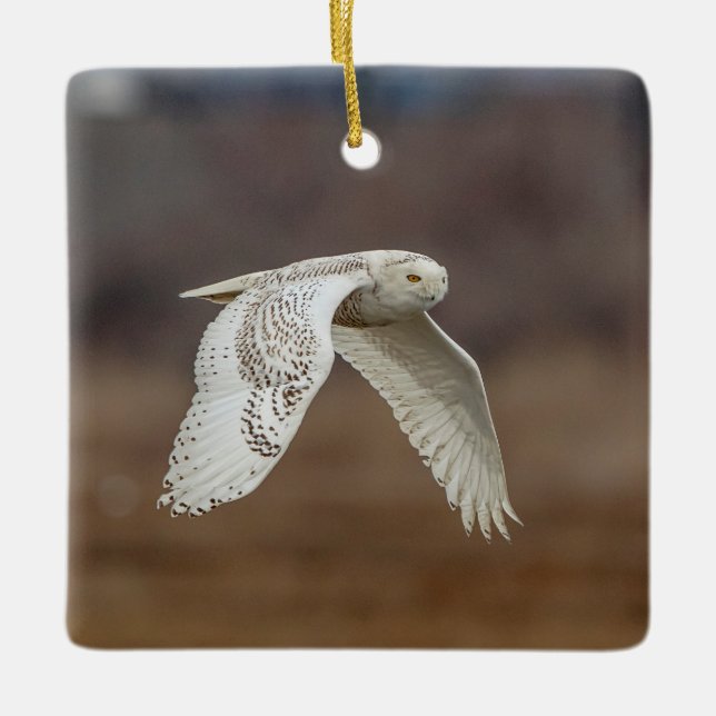 Majestic Snowy Owl of the Connecticut Coast Ceramic Ornament (Front)