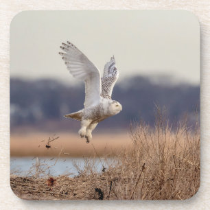 Majestic Snowy Owl of the Connecticut Coast Coaster