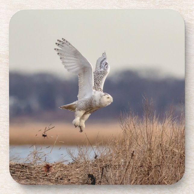 Majestic Snowy Owl of the Connecticut Coast Coaster (Front)